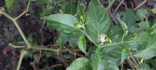 Newly bloomed green chili plant flowers