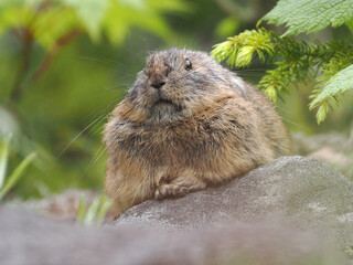 準絶滅危惧種のエゾナキウサギ