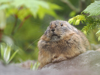 準絶滅危惧種のエゾナキウサギ