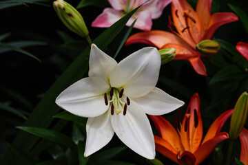 純白の美しいユリ