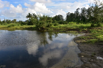 lush green rural landscape with a small pond, palm trees, and blue sky.