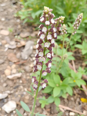 Biennial plant, Scrophularia vernalis.