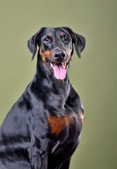 Studio shot of Doberman dog