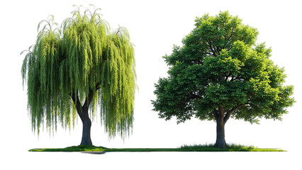 Weeping Willow and Alder Trees Isolated Green Foliage Nature Set © Nishan