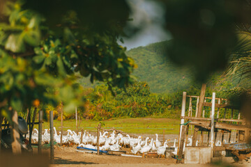 Flock of Geese in a Pastoral Scene