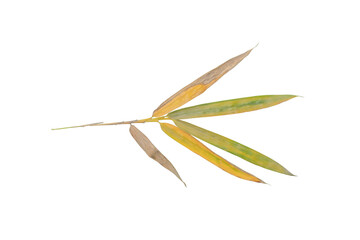 Bamboo Leaves PNG on Transparent Background Botanical Element Isolated