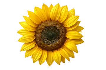 Sunflower head blooming with bright yellow petals, gleaming against transparent background