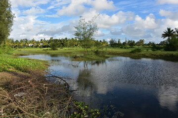 lush green rural landscape with a small pond, palm trees, and blue sky.