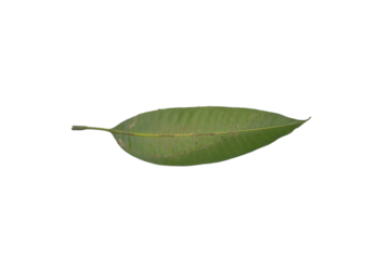 Single Green Mango Leaf on Transparent Background PNG for Digital Art