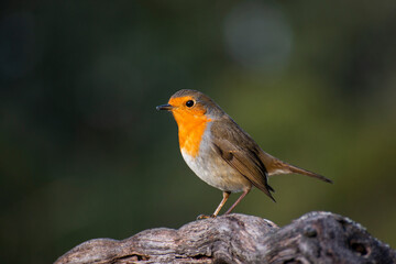 Petirrojo posado en una cepa de vid en invierno y comiendo bichos e insectos