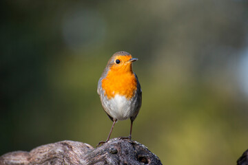 Petirrojo posado en una cepa de vid en invierno y comiendo bichos e insectos