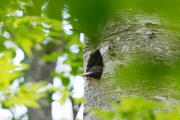 巣穴から顔を出すクマゲラの幼鳥