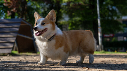 A beautiful corgi dog on a playground.