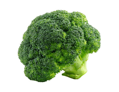 Fresh Green Broccoli Head Isolated on Transparent Background fresh green broccoli head
