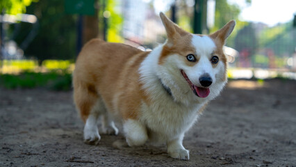 A cute Welsh Corgi dog with a raised paw, walking adorably