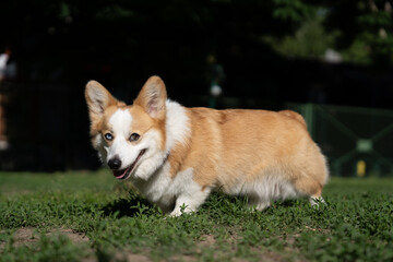 A Welsh Corgi dog under soft golden sunlight during a walk, looking content and relaxed.