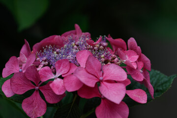濃いピンクの紫陽花