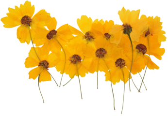 Close-up of pressed yellow plains coreopsis flower arrangemen