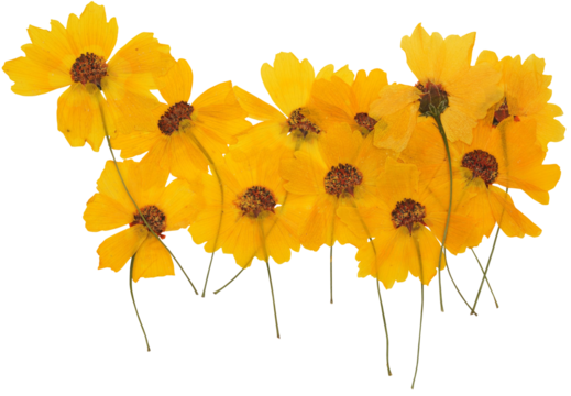Close-up of pressed yellow plains coreopsis flower arrangemen