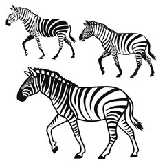 Three black and white zebra illustrations walking on white background for design projects