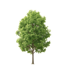 Fototapeta premium botanical style linden tree isolated on white or transparent background 