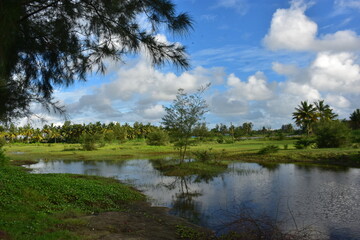 lush green rural landscape with a small pond, palm trees, and blue sky.