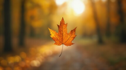 A Lone Maple Leaf in a Blurred Forest Path