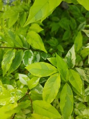 Bright green leaves with natural patterns, perfect as eco-friendly background or botanical design. Ideal for nature, health, and organic lifestyle visuals.