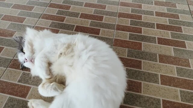 A white cat rolling playfully on the floor