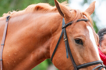 Cara de caballo marrón con mancha blanca en la cara 