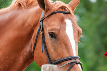Cara de caballo marrón con mancha blanca en la cara 