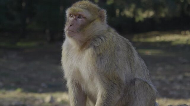 Wild Barbary Macaque in Natural Habitat, Morocco
