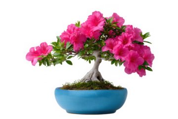 Pink azalea bonsai tree in blue pot isolated on transparent background