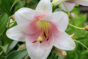 日本周遊　百花繚乱の横浜山手異人館