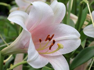 日本周遊　百花繚乱の横浜山手異人館