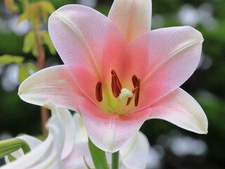 日本周遊　百花繚乱の横浜山手異人館