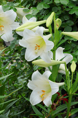 Obraz premium 日本周遊 百花繚乱の横浜山手異人館