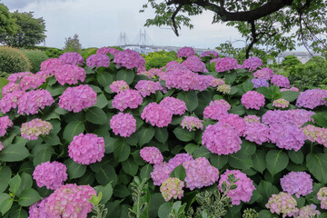 日本周遊　百花繚乱の横浜山手異人館