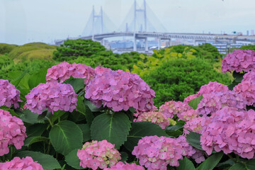 日本周遊　百花繚乱の横浜山手異人館