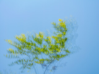 Artistic motion blur photo of tree branches with green leaves against clear blue sky. Dreamy, abstract nature background with soft colors and double exposure effect