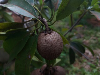 Ripe longan fruits hanging on the tree with natural texture. Great for tropical themes, organic food, healthy eating, and farm-to-table concepts.