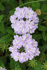 日本周遊　百花繚乱の横浜山手異人館