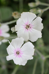 Obraz premium 日本周遊 百花繚乱の横浜山手異人館