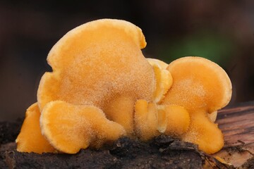 Close up of amazing orange mushrooms Phyllotopsis nidulans, commonly known as the mock oyster or...