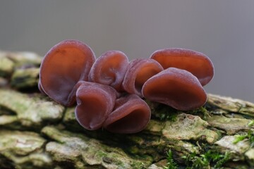 Forest mushrooms - edible mushroom Auricularia auricula-judae (Latin for 'Judas's Ear'), known as...