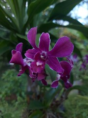 Captivating purple orchid with white edges, arranged gracefully in a lush tropical garden.