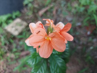 Close-up of bright orange Crossandra flower, highlighting its smooth texture and fresh tropical vibrance.