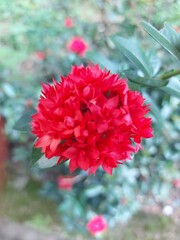 Close-up of vibrant red Ixora flower with green background, showcasing tropical floral texture and vivid colors.