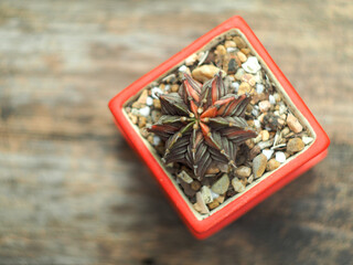 cactus in pot on wood table and green bokeh background