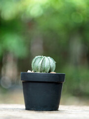 cactus in pot on wood table and green bokeh background